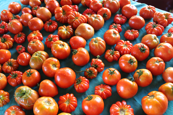 Cucina Povera VI: A Hands-On Culinary Summer Weekend