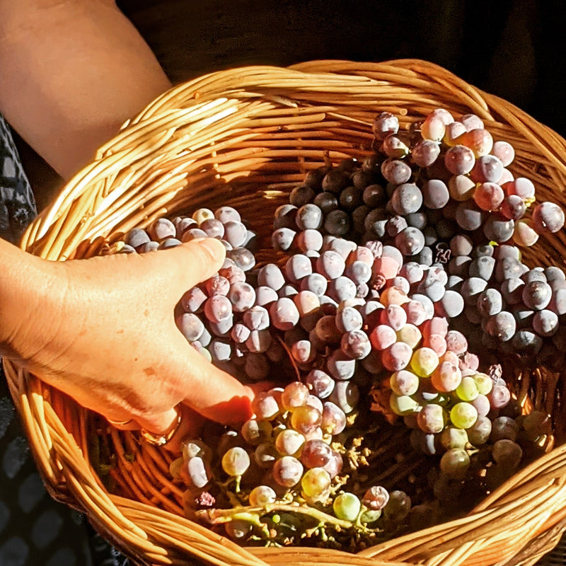 Il Tuscan Baking Retreat di The White Cottage Bakery (ottobre 2024)